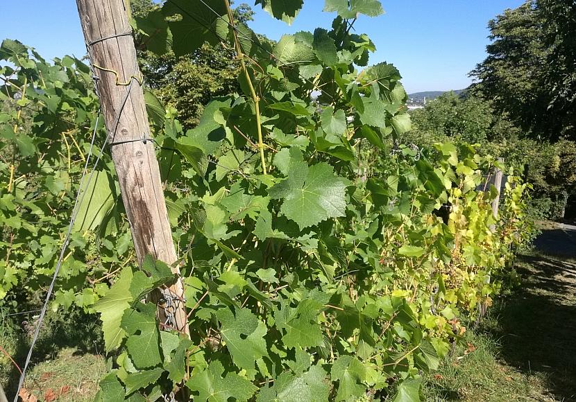 Deutsches Weininstitut will am Titel “Weinkönigin” festhalten