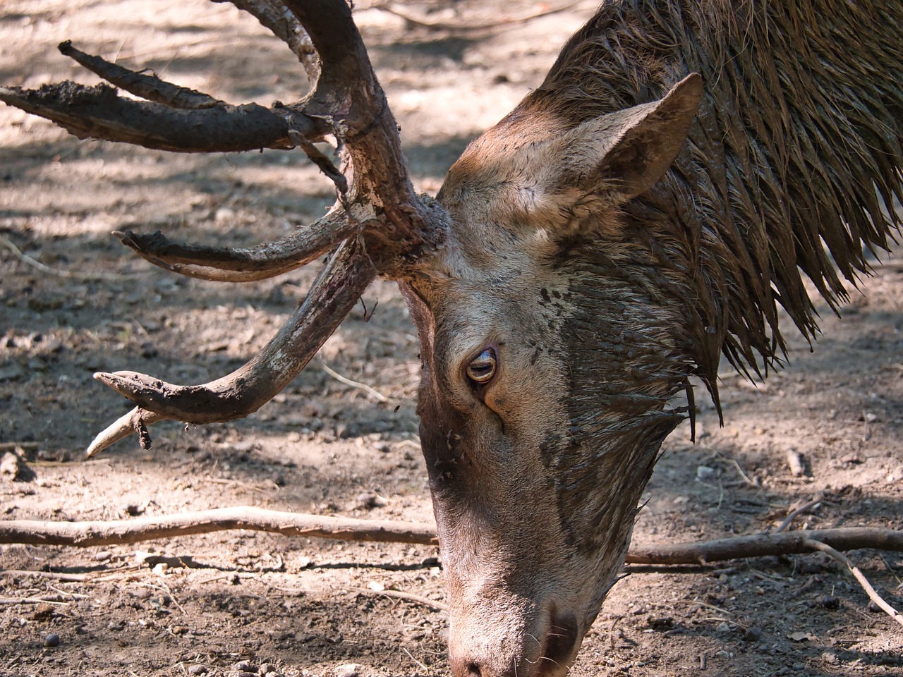 Tödliche “Zombie-Hirsch-Krankheit” auf Menschen übergesprungen