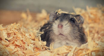 Hamster tötet Frauchen