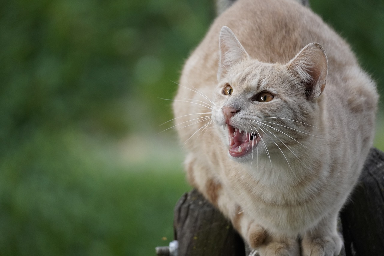 Katzen sollen zwangskastriert werden