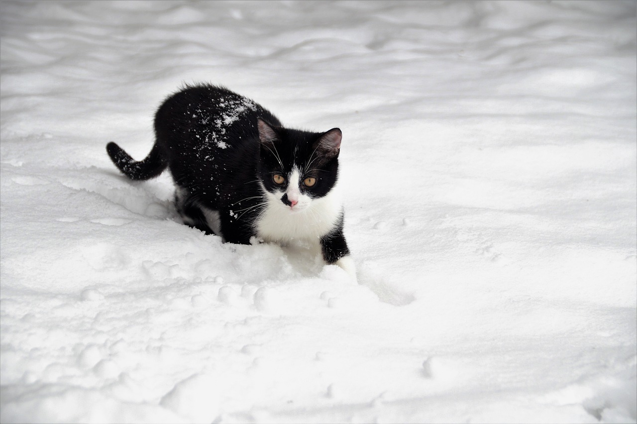 Chaos droht: Aggressive Schneewalze trifft in Kürze auf Deutschland