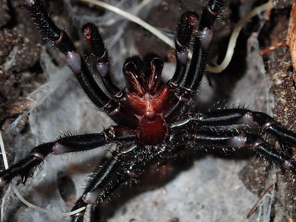 Biss kann tödlich enden: Deutsche Forscher finden hochgiftige neue Spinne