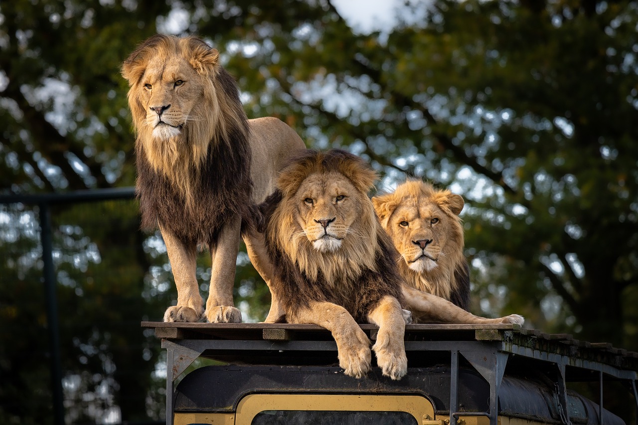 Löwen töten Zoowärter und fressen ihn teilweise auf